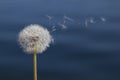 Dandelion in front of water Royalty Free Stock Photo