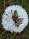 Dandelion and frost. a flower in the snow. Royalty Free Stock Photo