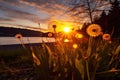 dandelion in full bloom against a sunset