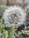 Dandelion in full clear image