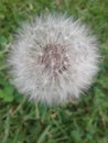 Dandelion full of dreams