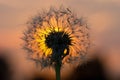 Dandelion fused with sunset