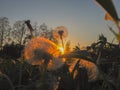Dandelion fused with sunset so it looks like a lit bulb. Sunset Dundelion