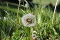 Dandelion fuzz swelled drops with grass