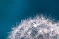 Dandelion fuzzies with dewdrops close up Royalty Free Stock Photo
