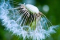 Dandelion Royalty Free Stock Photo