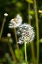 Dandelion Royalty Free Stock Photo