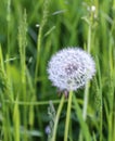 Dandelion in germany Royalty Free Stock Photo