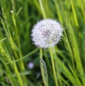 Dandelion in germany Royalty Free Stock Photo