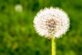 Dandelion glowing in the sunshine on a meadow