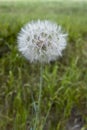 Close up photo of a dandelion gone to seed. Royalty Free Stock Photo