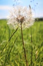 Dandelion gone to seed, known as dandelion clock Royalty Free Stock Photo