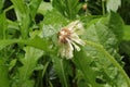 The dandelion got wet in the rain. Its fluffs are stuck together Royalty Free Stock Photo