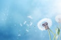 A dandelion gracefully sways in the wind under a bright sun, embodying serenity and strength, dandelion on a white background,