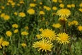 Dandelion in grass