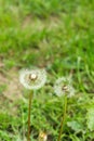 Dandelion in the grass with a blurred background Royalty Free Stock Photo