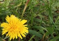 Dandelion in the grass 4