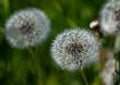 Dandelion in a grass field Royalty Free Stock Photo