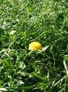 dandelion, grass, green, yellow, one Royalty Free Stock Photo