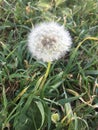 Dandelion on the grass Royalty Free Stock Photo