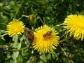 On a dandelion in the grass sat a bee with a huge amount of pollen