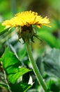 Dandelion in grass