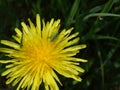 The larva of the green grasshopper sits on a dandelion flower. Royalty Free Stock Photo