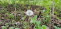 Dandelion green background day light