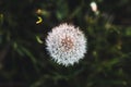 Dandelion on a green background in the garden