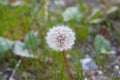 Dandelion on green background isolated Royalty Free Stock Photo