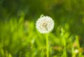 Dandelion on green background. Soft blur. Bright spring grass on a background. Beautiful white dandelions as the center of Royalty Free Stock Photo
