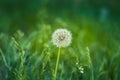 Dandelion on green background. Soft blur. Bright spring grass on a background. Beautiful white dandelions as the center of Royalty Free Stock Photo