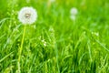 Dandelion on green background. Soft blur. Bright spring grass on a background. Beautiful white dandelions as the center of Royalty Free Stock Photo