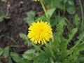 Dandelion on green background. Spring flowers on the ground Royalty Free Stock Photo
