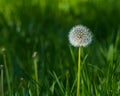 Dandelion on a Green Background Warmed by the Sun Royalty Free Stock Photo