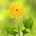 Dandelion on a green blurred background with sparkles