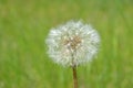 Dandelion on a green field