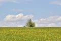 The Dandelion on green field and blue sky Royalty Free Stock Photo