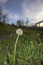 Dandelion in green field with blue sky in vertical in the middle of the field Royalty Free Stock Photo