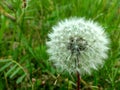 Dandelion in a green field