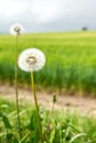 Dandelion in the green field in summer,