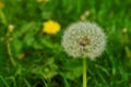 A dandelion with fluffs on a sunny day