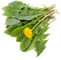 Dandelion green fresh leaves and yellow flower isolated on white background