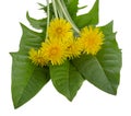 Dandelion green fresh leaves and yellow flower isolated on white background Royalty Free Stock Photo