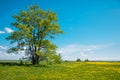 Field of dandelions Royalty Free Stock Photo