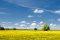 Field of dandelions Royalty Free Stock Photo