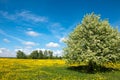 Field of dandelions Royalty Free Stock Photo