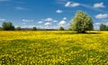 Field of dandelions Royalty Free Stock Photo