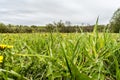 Dandelion in green grass. Beautiful spring panoramic shot with a dandelion meadow. Field of dandelions on background of the sky Royalty Free Stock Photo