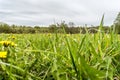 Dandelion in green grass. Beautiful spring panoramic shot with a dandelion meadow. Field of dandelions on background of the sky Royalty Free Stock Photo